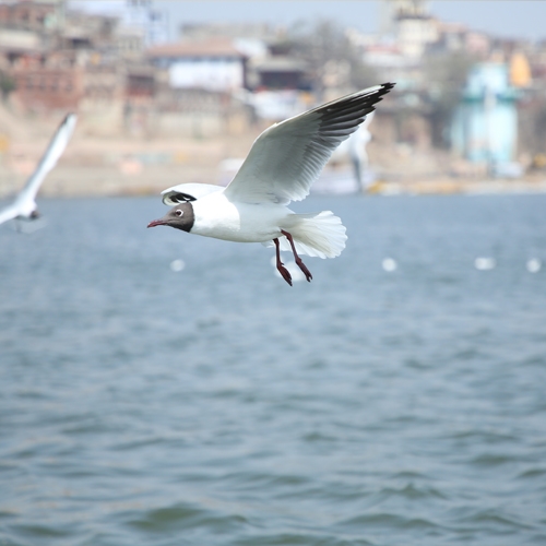 SANJAY KUMAR JAISWAL Portfolio